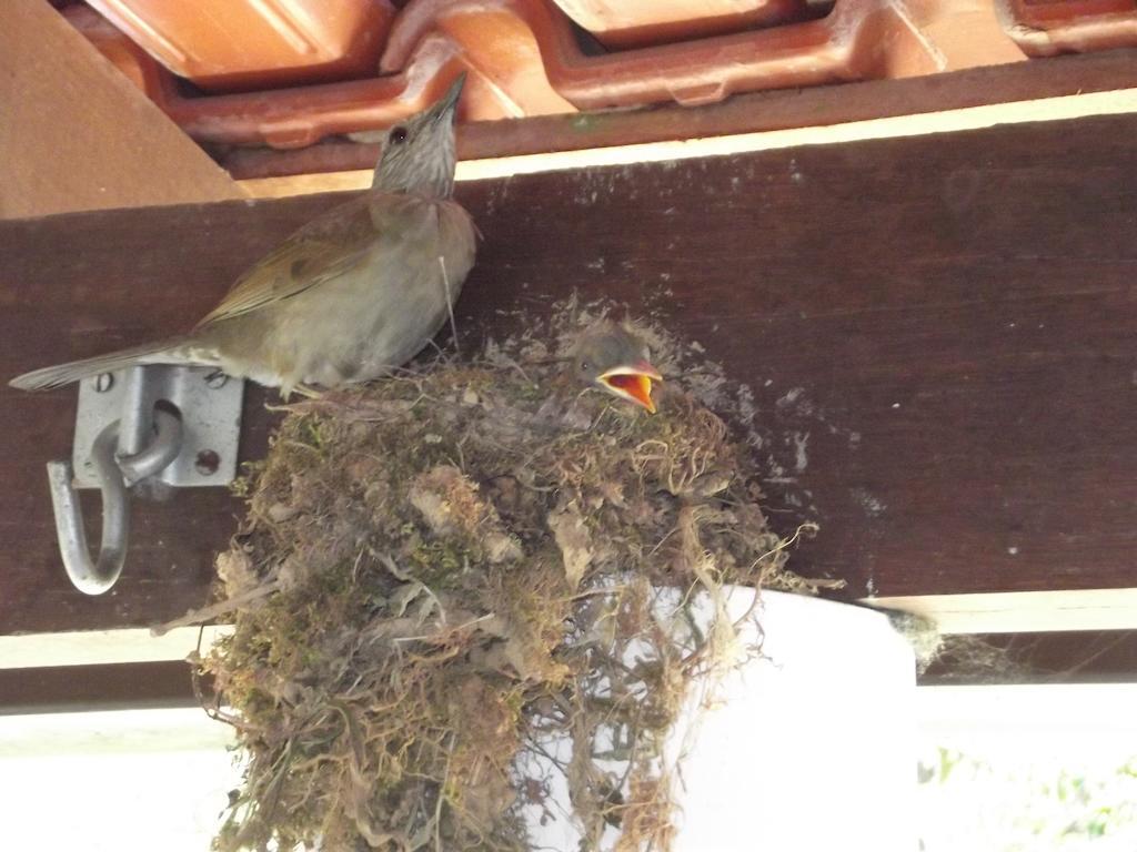 Pousada Stohler Haus Penedo  Zewnętrze zdjęcie